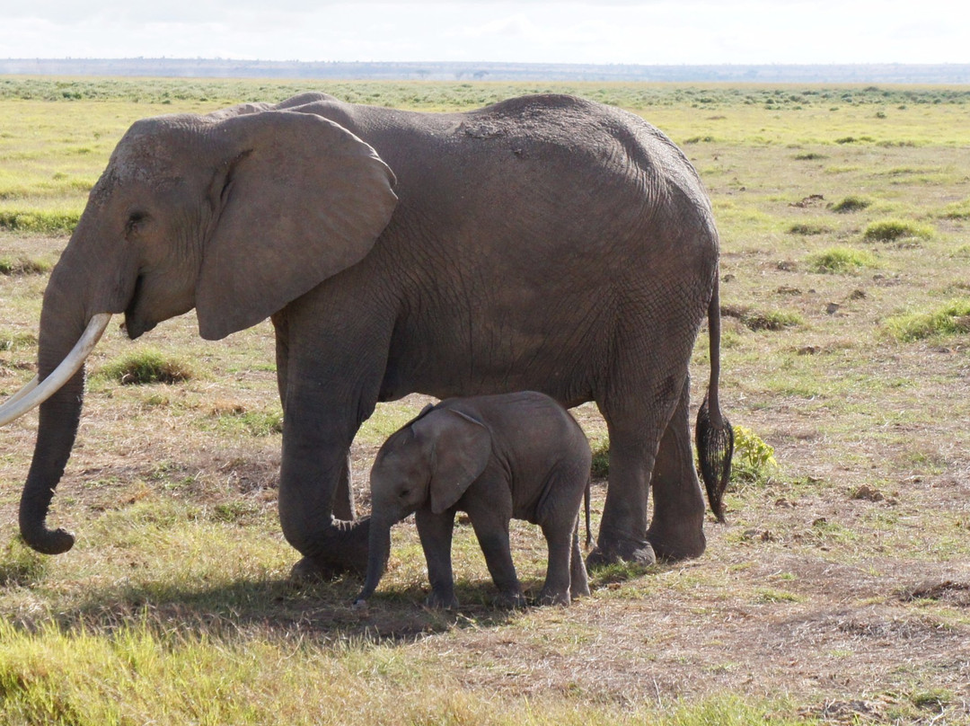 It Started in Africa-Marangu必去景点