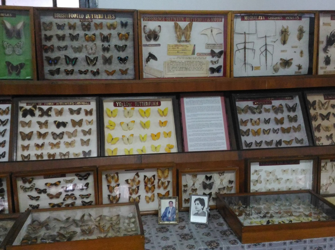 Butterfly Museum景点图片