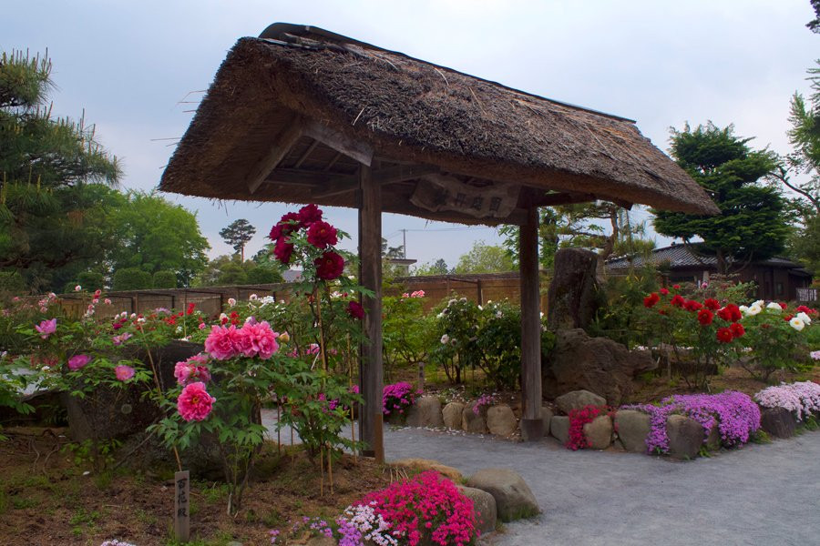 Sukagawa Peony Garden-须贺川市必去景点