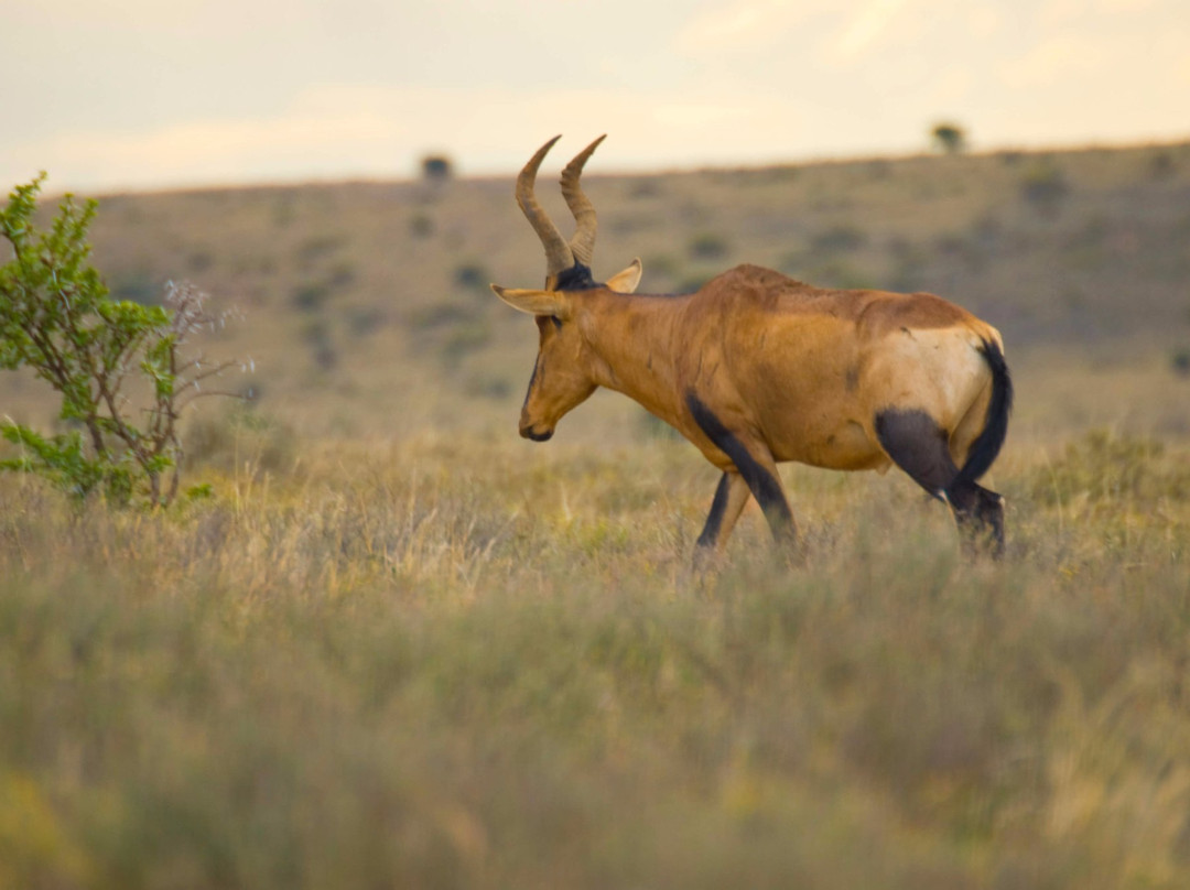 Little 5 Safaris-霍德斯普鲁特必去景点