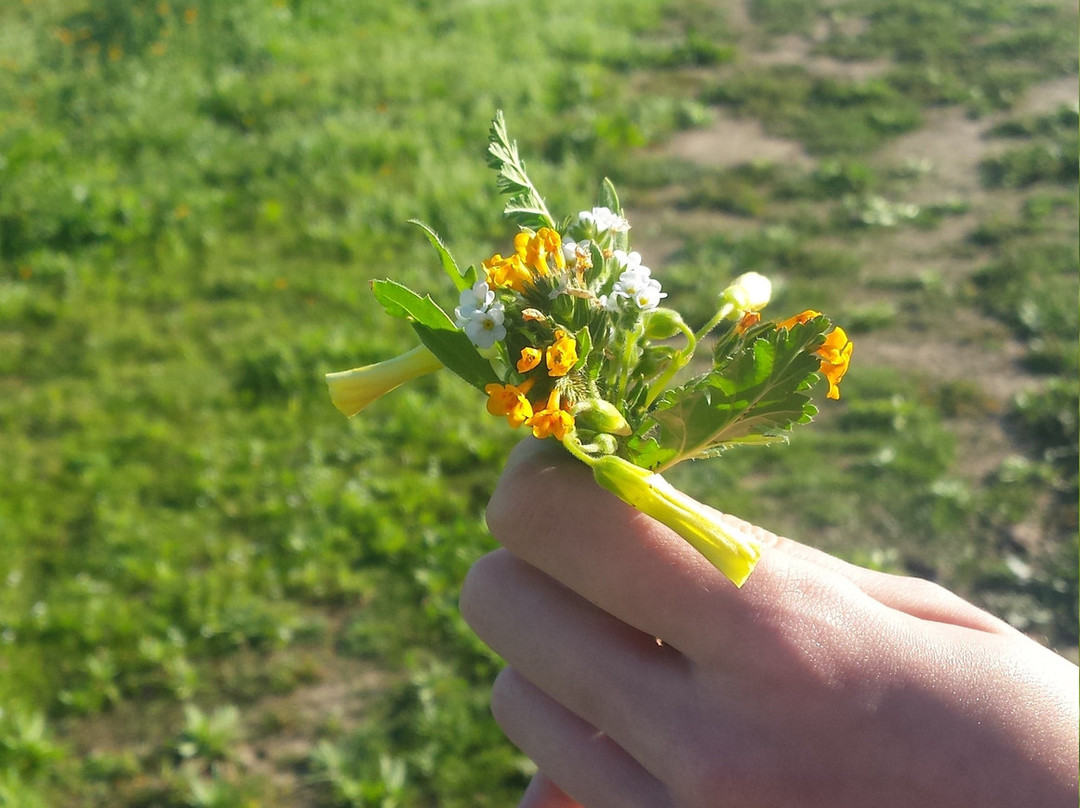 Fairview Park-科斯塔梅沙必去景点