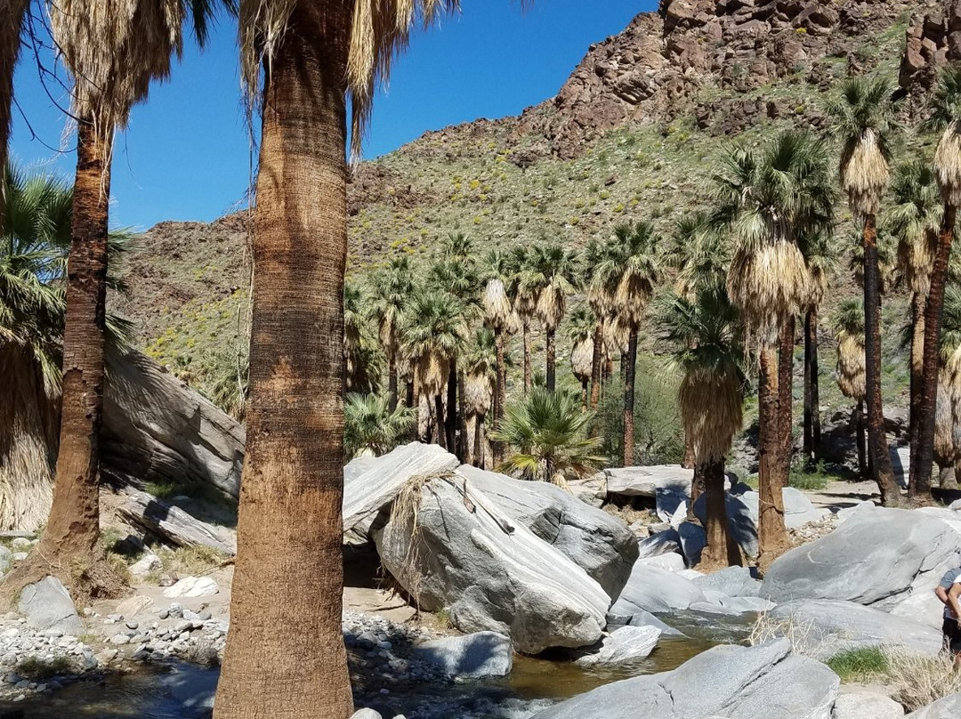 Palm Canyon Trail-棕榈泉市必去景点