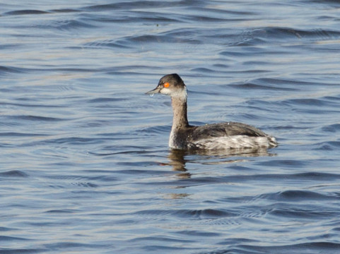 Birdwatching Spain-Grau de Gandia必去景点