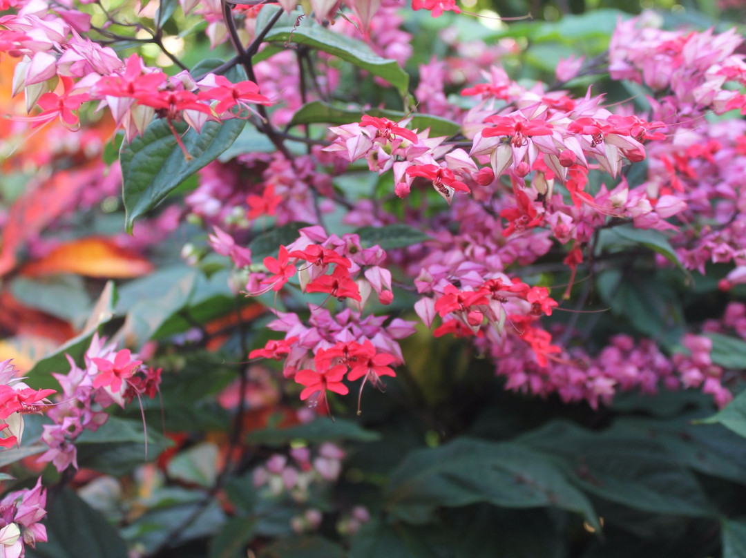 Pension Ognard主图