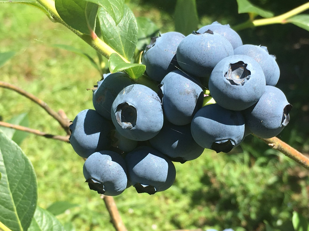 Clyde River Berry Farm景点图片