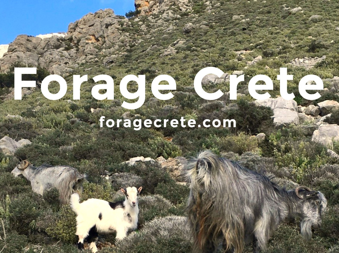 Forage Crete-伊拉克利翁必去景点