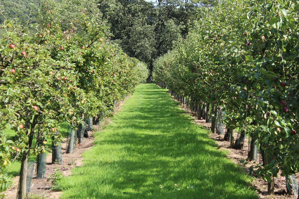 Ampleforth Abbey Orchards景点图片
