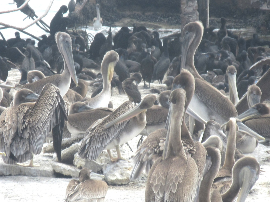 S.S. Palo Alto Concrete Ship-阿普托斯必去景点