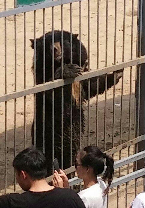 怪坡老虎园-沈阳市必去景点