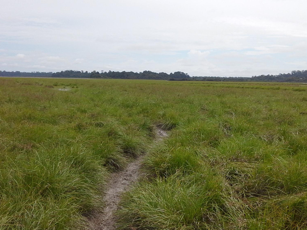 Loagan Bunut National Park-美里必去景点