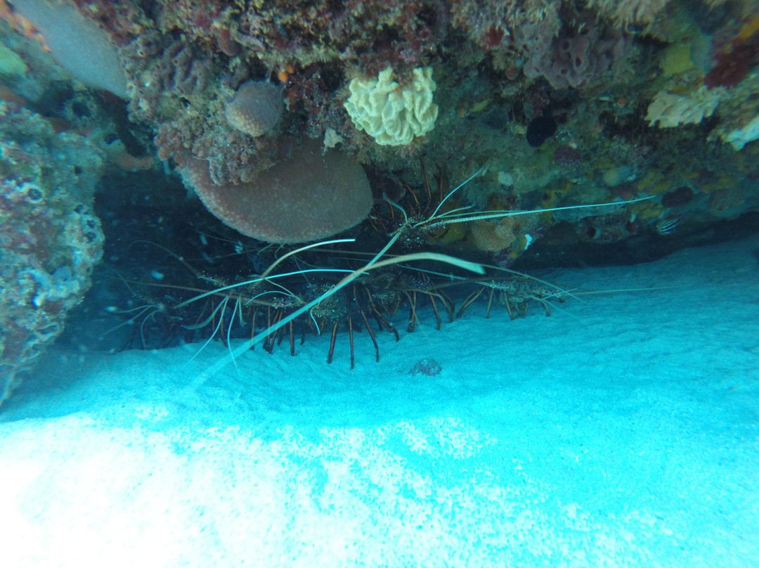 Dolphin Dive Fremantle-弗里曼特尔必去景点