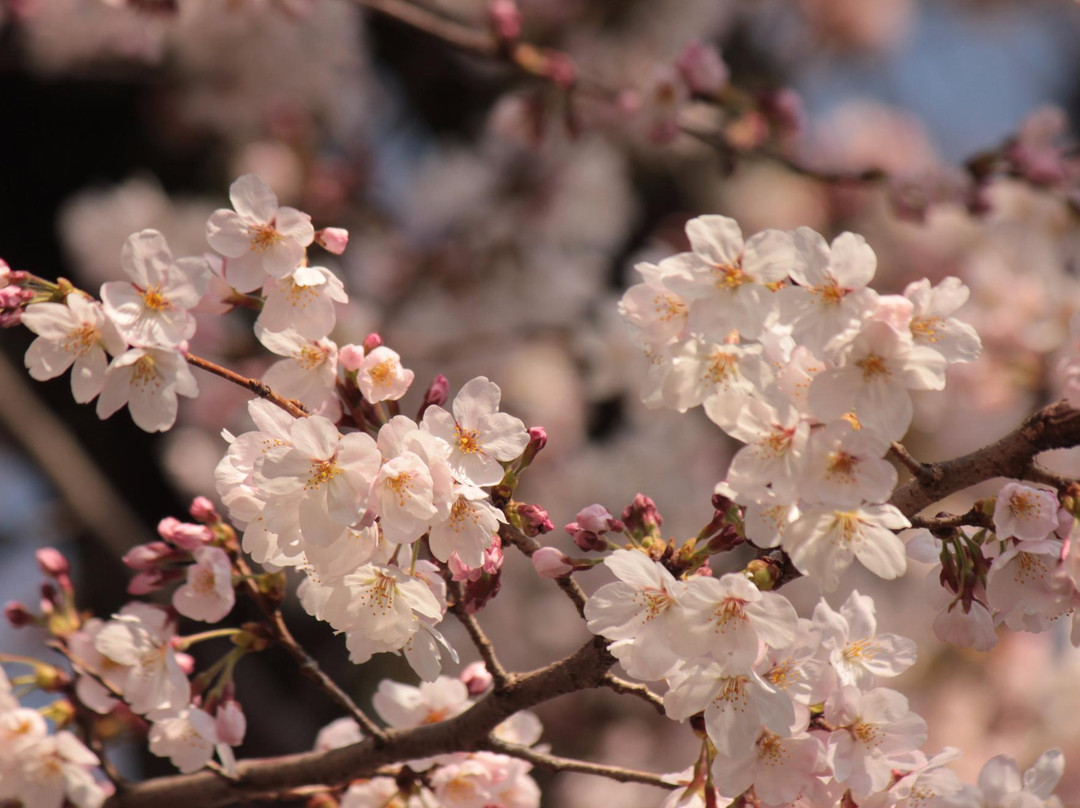 Hadano Sakura Michi-秦野市必去景点