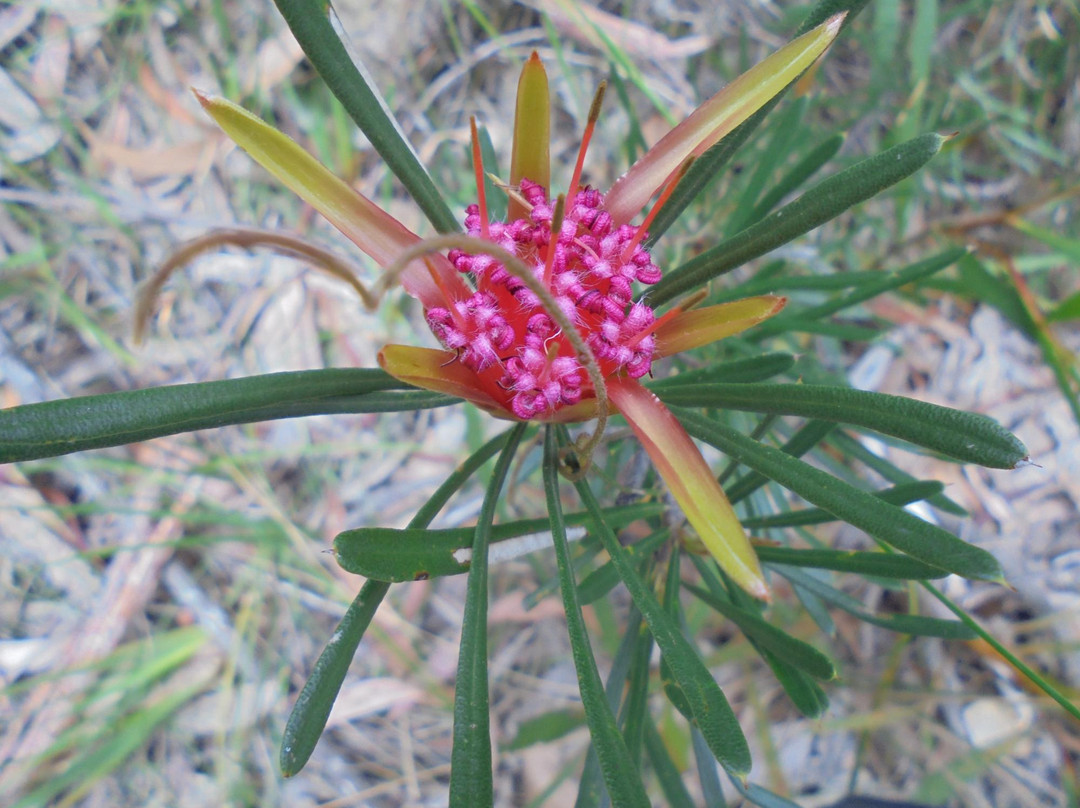 Fairy Bower Falls-Bundanoon必去景点
