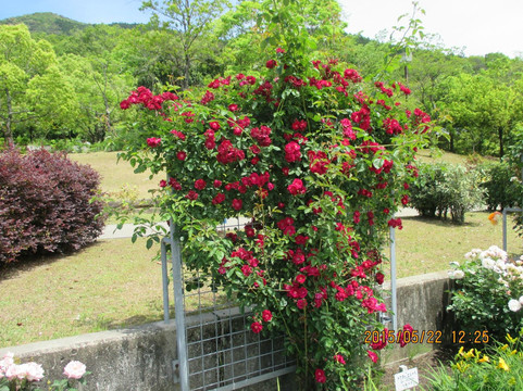 春日井市旅游景点-Greenpia Kasugai