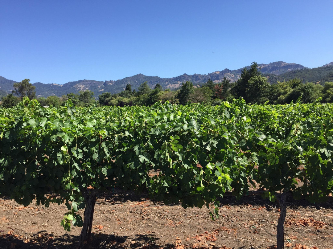 Napa Valley Winery Bike Tour景点图片