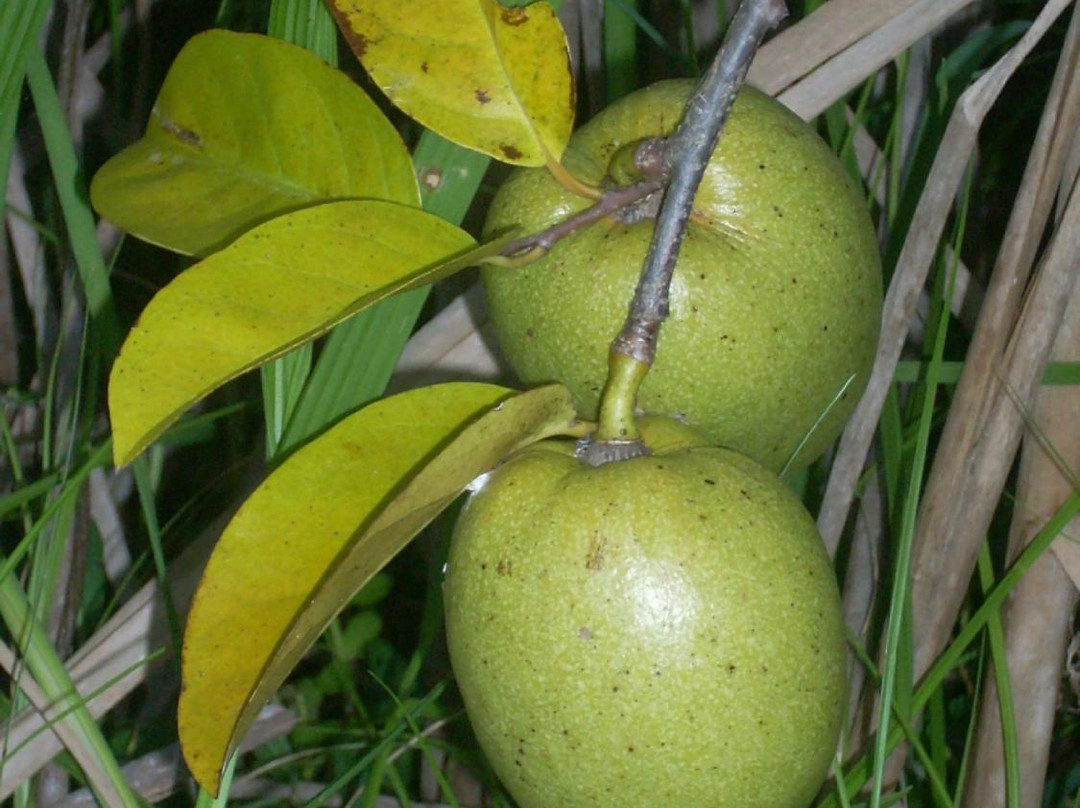 FIU Nature Preserve-迈阿密必去景点