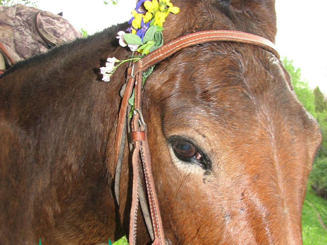 Steamboat Lake Outfitters - Day Trips-Clark必去景点