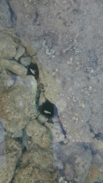 Hotel & Camp Korinjak-泳池