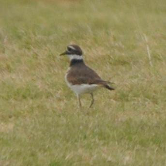 Lake Balmorhea-Balmorhea必去景点