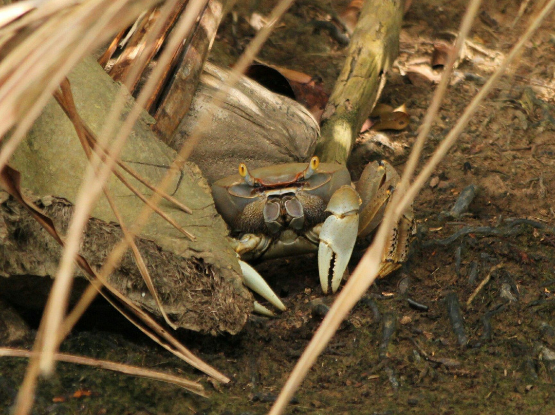 Indian River-多米尼克必去景点