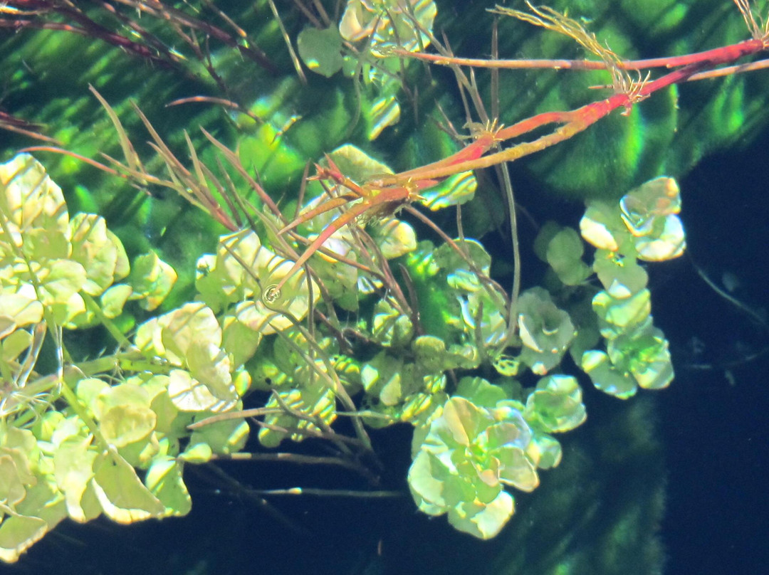 Te Waikoropupu Springs (Pupu Springs)-南岛必去景点