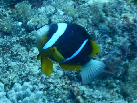 Baracuda Scuba Safaris-蒙巴萨必去景点