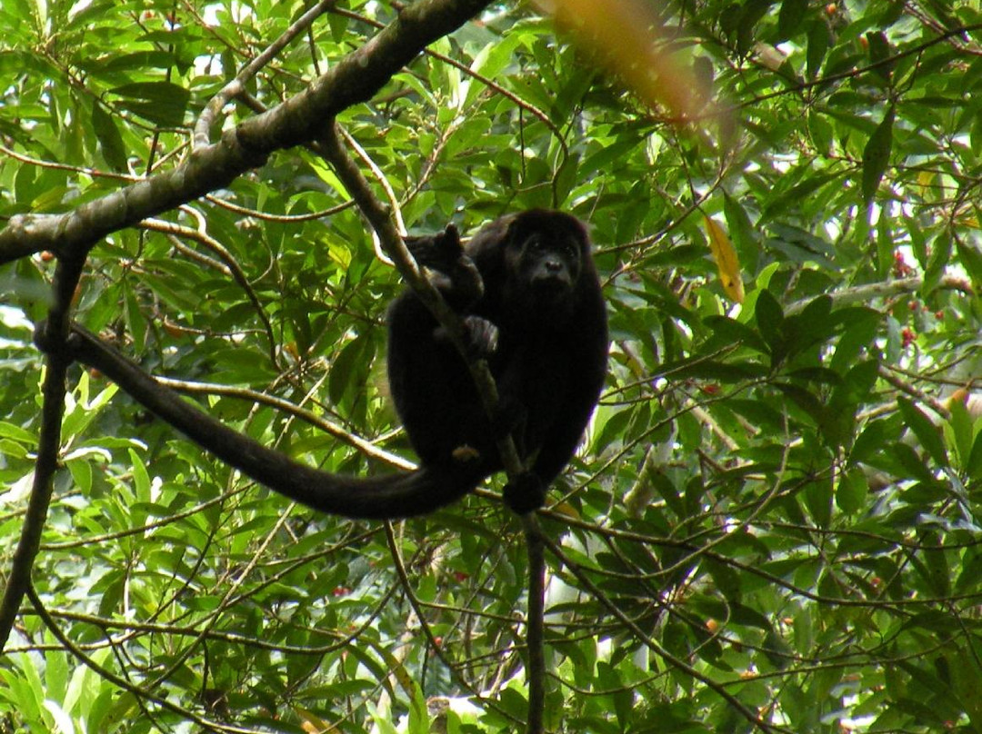 Barro Colorado Island景点图片
