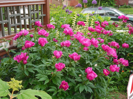 Lady Linden Bed and Breakfast主图