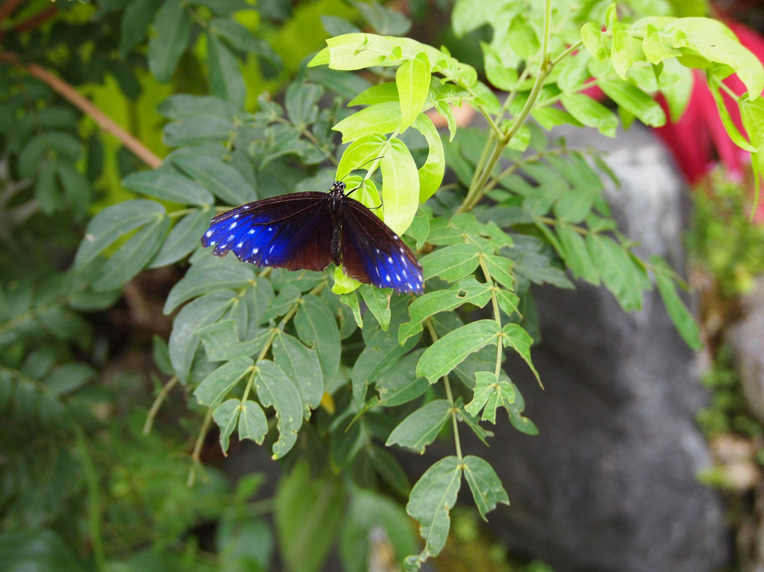 Itami City Museum of Insects-伊丹市必去景点
