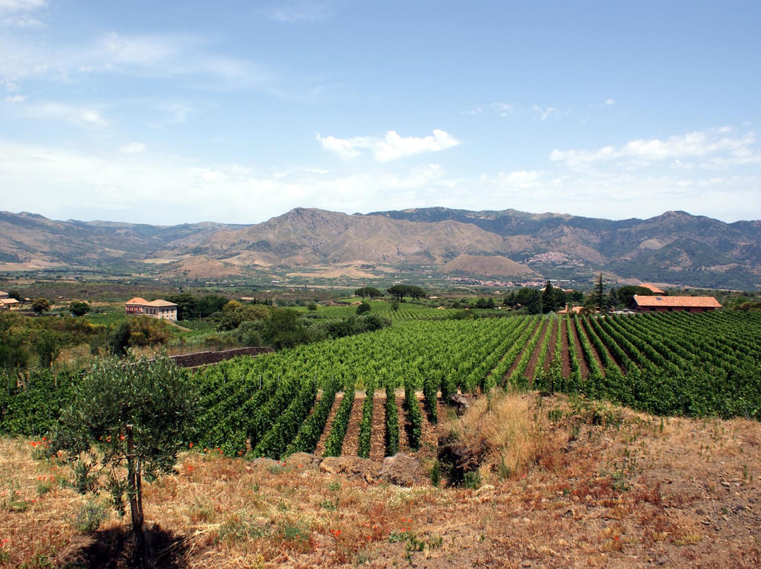 Wiegner Azienda Agricola Puccetti Laura景点图片