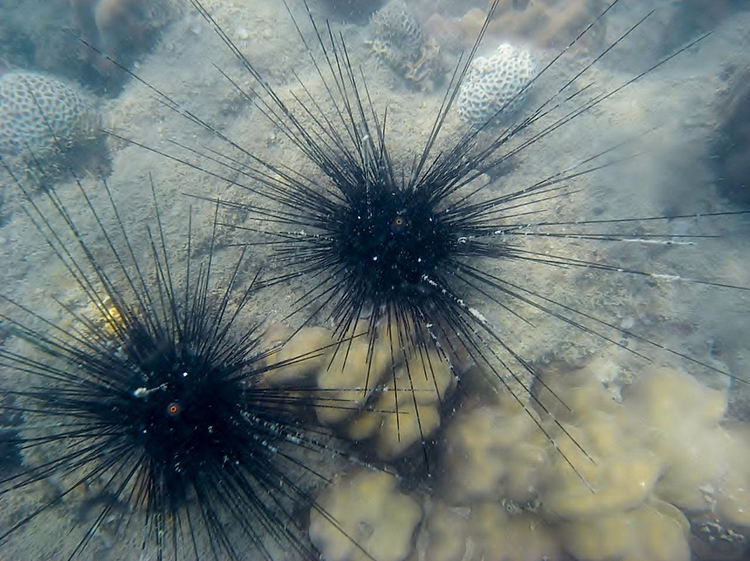 丹岛-苏梅岛必去景点