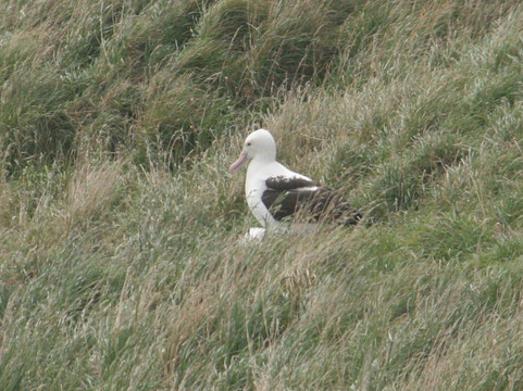 皇家信天翁中心-但尼丁必去景点