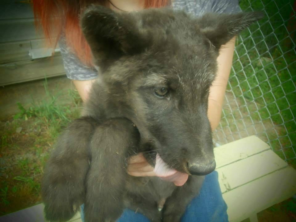 Wolf People-Cocolalla必去景点