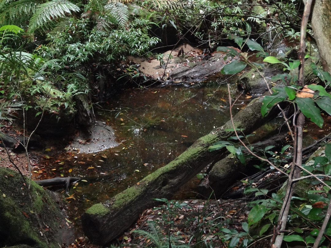 Forest of Tranquility-Ourimbah必去景点