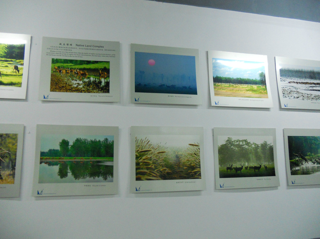 大丰麋鹿保护区-大丰市必去景点