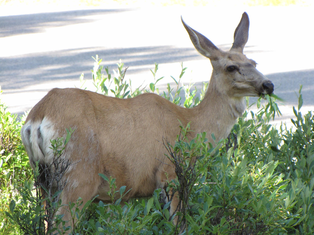玛琳湖-贾斯珀国家公园必去景点