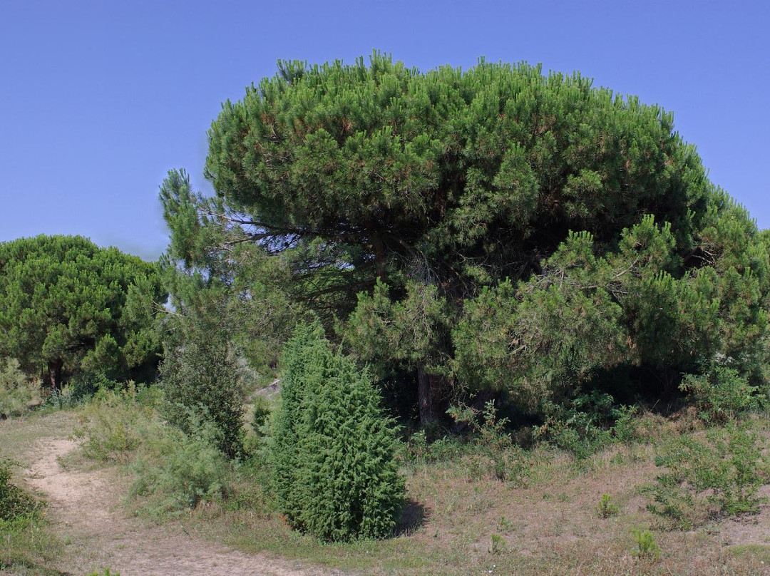 Riserva Naturale Ca' Roman-Pellestrina必去景点