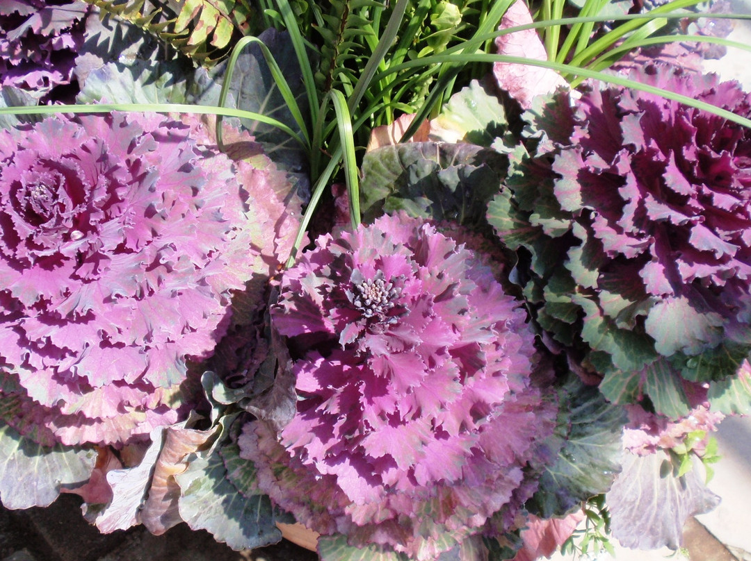 Saramsa Garden-甘托克必去景点