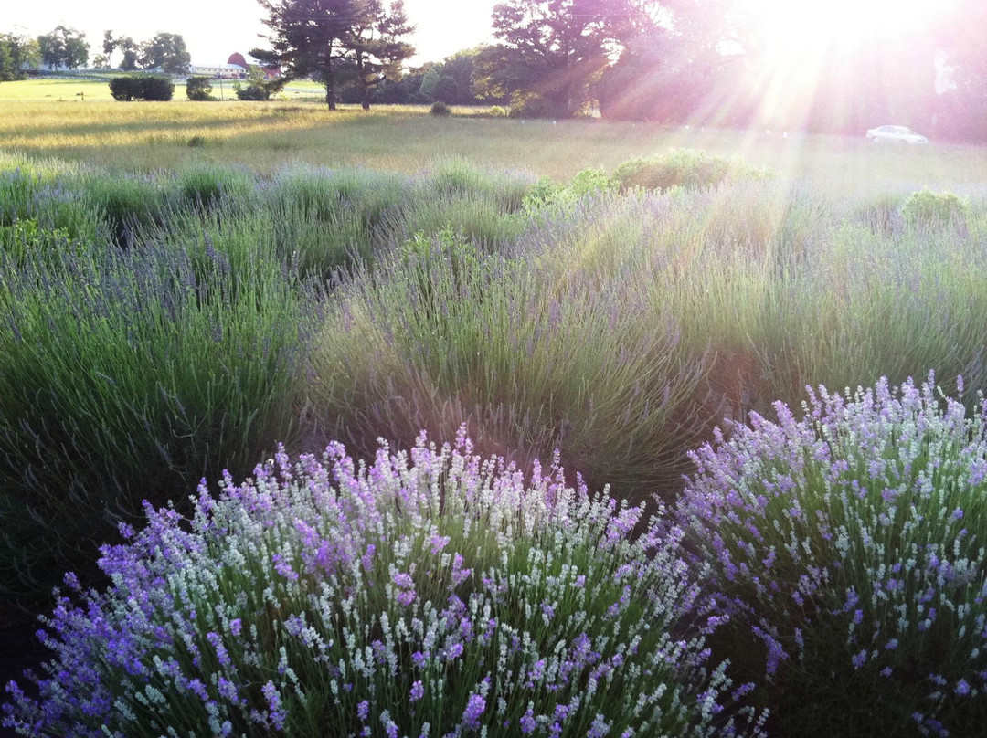 Seven Oaks Lavender Farm-Catlett必去景点