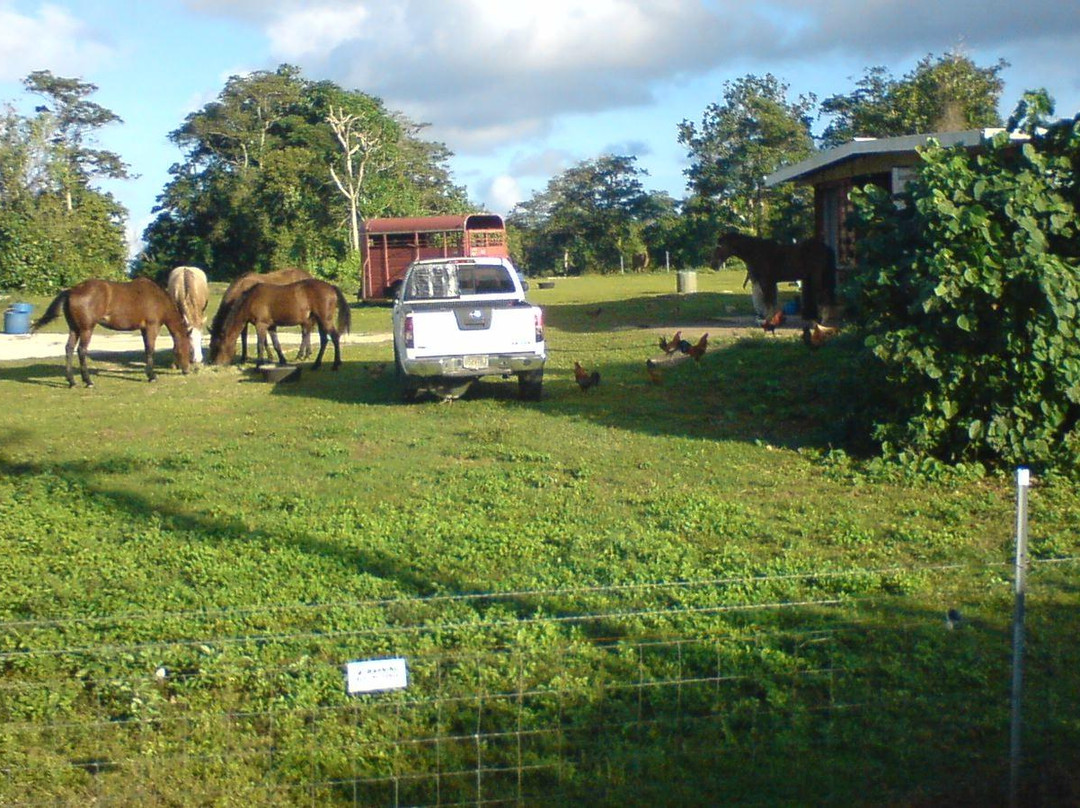 Horses of Sleepy Meadows Ranch Yigo-Yigo必去景点