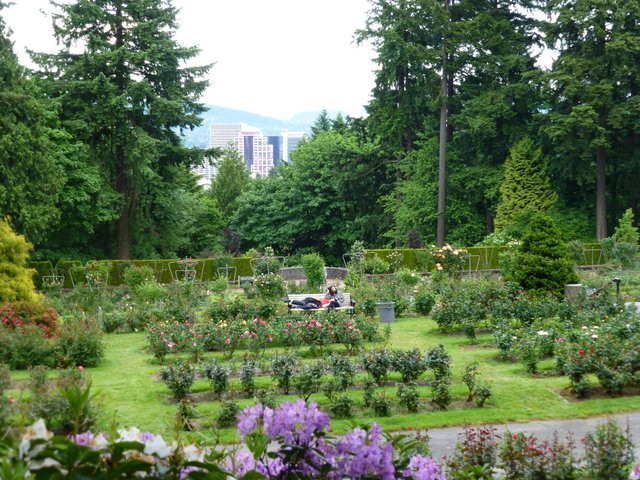 国际玫瑰试验园-波特兰必去景点