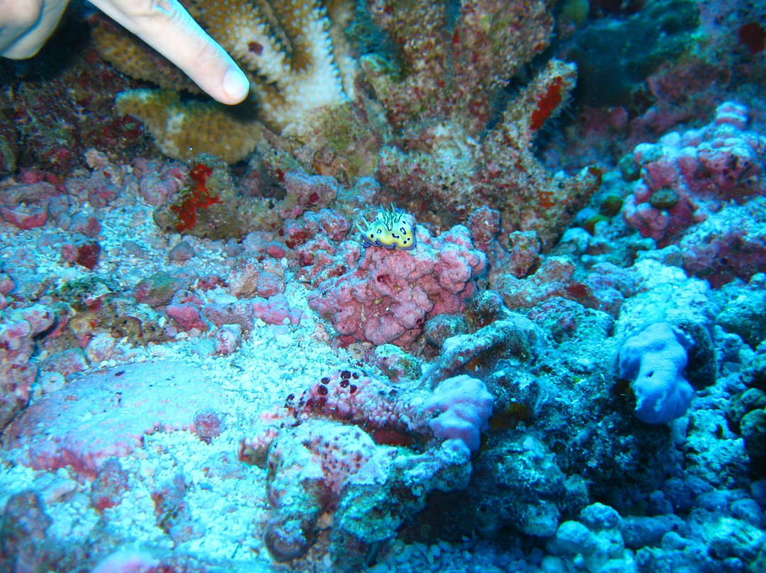 Splashes Diving Center-Fakarava必去景点