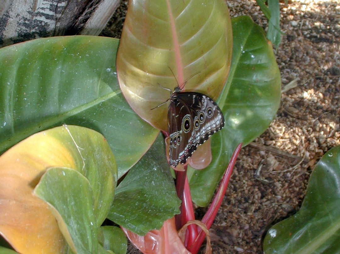 Reiman Gardens-艾姆斯必去景点