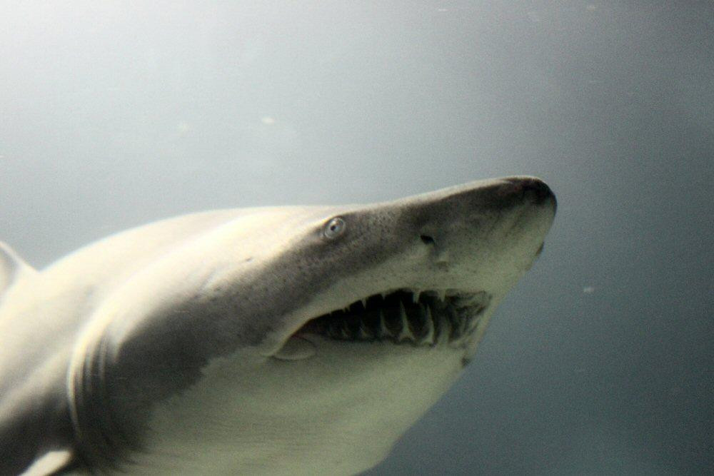 Greater Cleveland Aquarium-克利夫兰必去景点