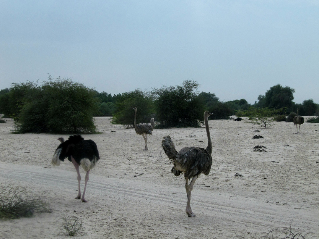 Al Areen Wildlife Sanctuary-Sakhir必去景点