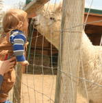 Rolling Hills Alpacas-Central Point必去景点