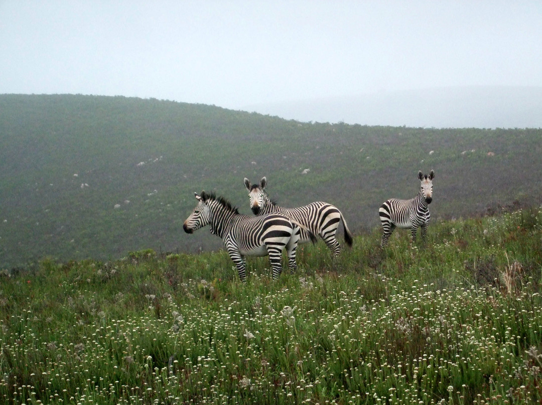 Botlierskop Private Game Reserve-莫塞尔贝必去景点