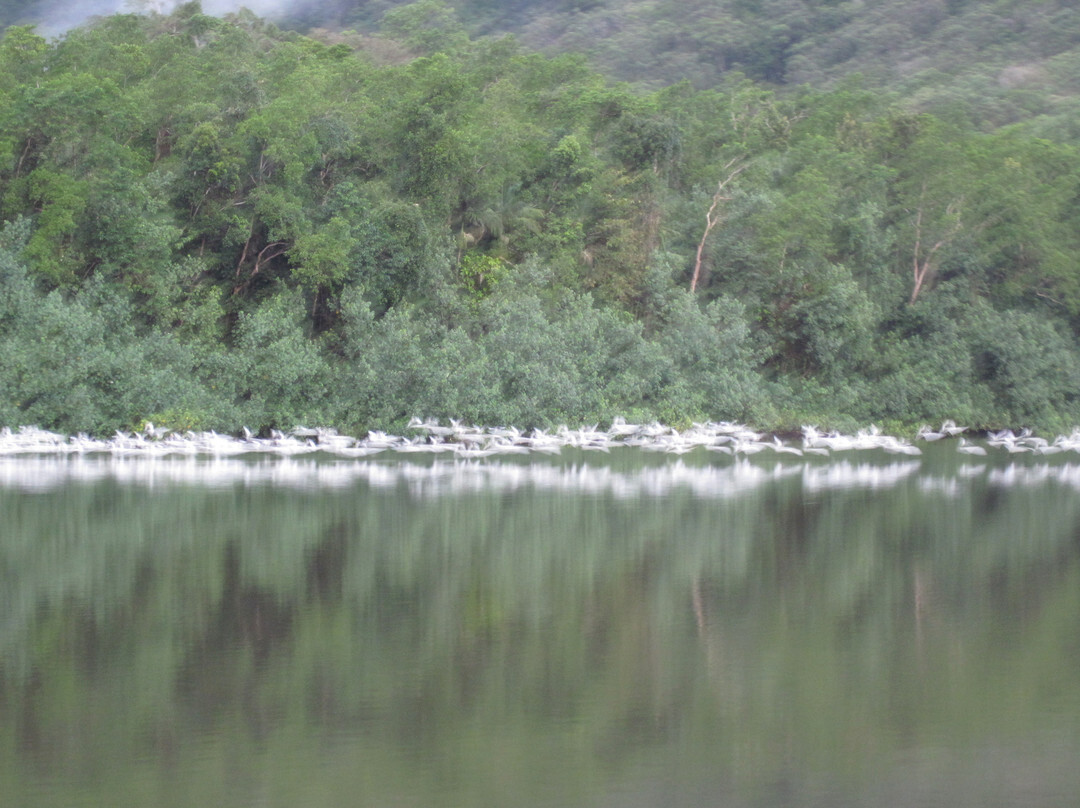 Bruce Belcher’s Daintree River Cruises-Daintree必去景点