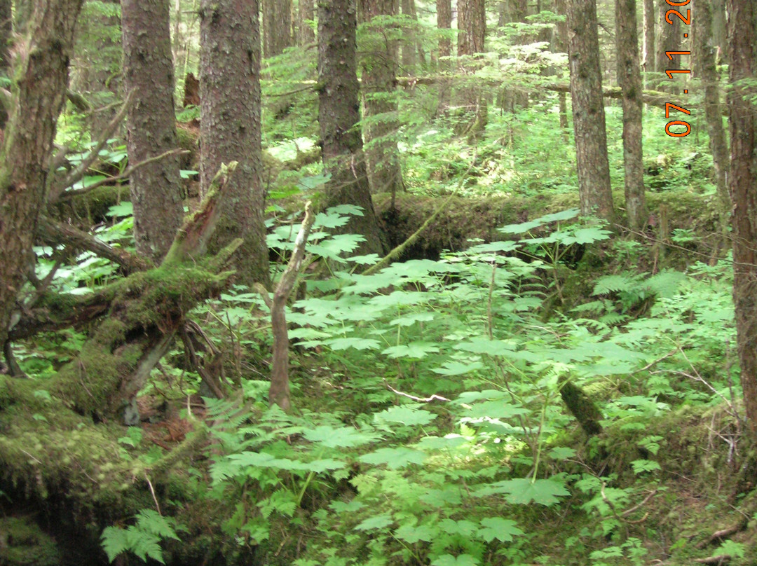 Juneau Rainforest Garden-朱诺必去景点