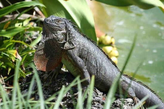迈阿密动物园-迈阿密必去景点